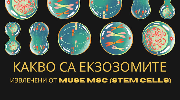 Какво представляват екзозомите извлечени от Muse MSC (Stem Cells)?