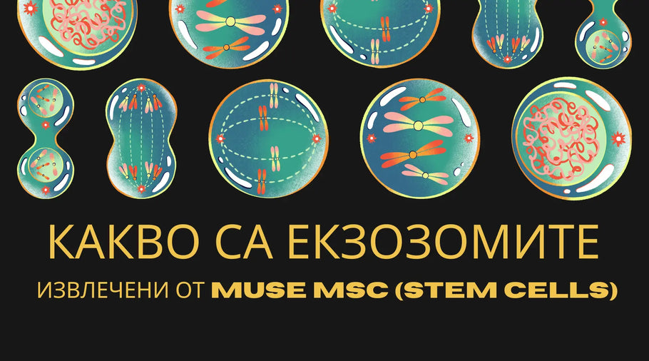 Какво представляват екзозомите извлечени от Muse MSC (Stem Cells)?